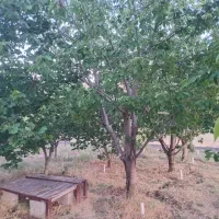 باغ سیب وگیلاس|فروش خانه و ویلا|کیاسر, |دیوار