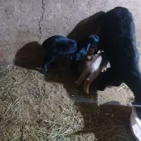 بز و بزغاله