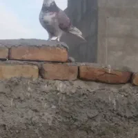 کبوتر گرگی ماده سالم و پرشی|پرنده|اسلامشهر, شهرک سعیدیه|دیوار