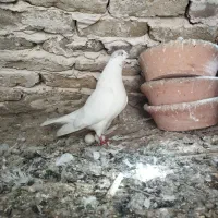 ده تا کفتر خوب