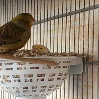 یه جفت قناری نر ماده سالم قرص اماده|پرنده|کرج, پیشاهنگی|دیوار