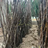 نهال انجیر سفید استهبان نهالستان زرقان