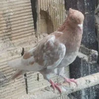کبوتر تهرانی