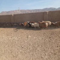 بره نر و ماده سفت چاق گوشتی|حیوانات مزرعه|درمیان, |دیوار