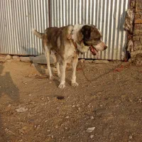 واگزاری سگ|سگ|اسدآباد, |دیوار