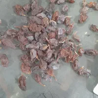 مویز افتابی|خوردنی و آشامیدنی|شیراز, کوزه گری|دیوار