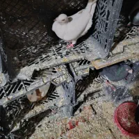 کبوتر مفت|پرنده|کازرون, |دیوار