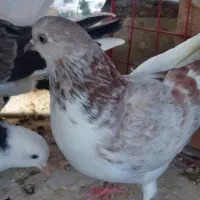 کبوتر گرفتنی جوجه وجوانه کفتر