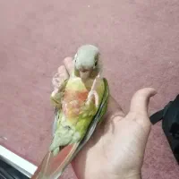 طوطی گرینچیگ بازیگوش