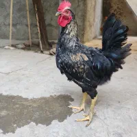 خروس آواز خان
