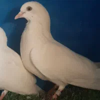 کبوتر پتی والا چشم نارنجی چشم زرد