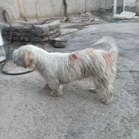 سگ پا کوتاه زینتی