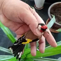 سهره داغسر (سرسیاه)|پرنده|مبارکه, |دیوار