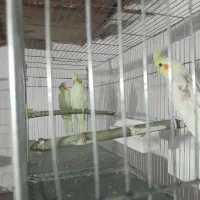 طوطی لوتینو عروس نیم دستی|پرنده|اقبالیه, |دیوار