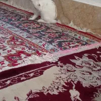 خرگوش|موش و خرگوش|مشهد, طبرسی شمالی|دیوار