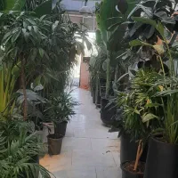 گل گیاه|گل و گیاه طبیعی|مشهد, شهرک صنعتی توس|دیوار