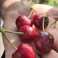 فروش نهال گیلاس لاپینز آمریکایی