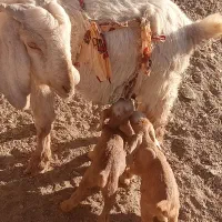 سلام بز فروشی|حیوانات مزرعه|زاهدان, |دیوار