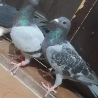 کفترسبز المانی مفت