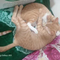 واگذاری گربه خانگی