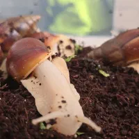 حلزون اچاتینا ، فولیکا مولد، جوجه حلزون