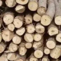 خرید چوب نقدی|خدمات باغبانی و درختکاری|شیراز, دوکوهک|دیوار