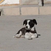 سگ پاکوتاه اشپیتز