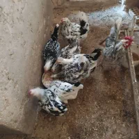 تخم نطفه دار گلین پنگوئنی طوسی ومشکی ۲۵۰۰۰