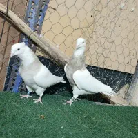 طوقی اجری ..|پرنده|شاهین‌شهر, خبرنگار|دیوار