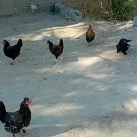 دونه‌ای‌۷۰۰