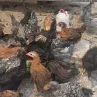 نیمچه سه ماه مرغ و خروس