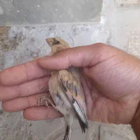 سهره.قناری.مرغ عشق.فنچ|پرنده|شیراز, شهرک نیروی انتظامی|دیوار