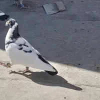 غول سیاه نر|پرنده|تربت جام, جامرود|دیوار