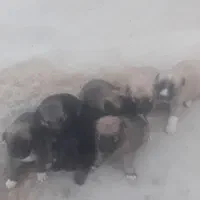 سگ ژرمن|سگ|بجنورد, |دیوار