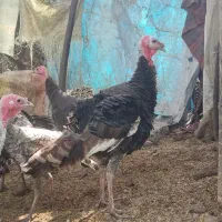 فروش ۱۳ عدد بوقلمون نر وماده|حیوانات مزرعه|رودسر, |دیوار