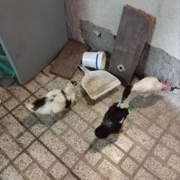 اردک وجوجه خروس