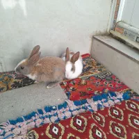 خرگوش باهوش و بازیگوش