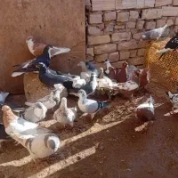 ۳۰ عدد رنگی قیمت مناسب|پرنده|بشاریات, |دیوار