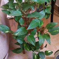 گلدون و قلمه گل ورق بزنید|گل و گیاه طبیعی|سبزوار, توحیدشهر|دیوار