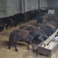 بره نر افشاری پای پروار