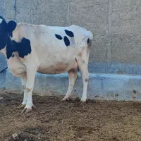 با سلام فروش یک راس گاو هلشتاین جنس خوب|حیوانات مزرعه|کامفیروز, |دیوار