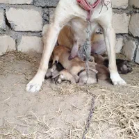 توله سگ سرابی