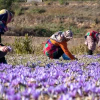 کود برای زعفران