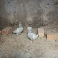 سینه ابی|پرنده|مرودشت, کناره|دیوار