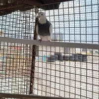 کبوتر طوقی|پرنده|اصفهان, شهرک زاینده رود|دیوار
