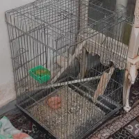 قفس بزرگ عروس هلندی