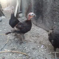 بوقلمون|حیوانات مزرعه|سراب, |دیوار