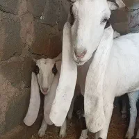 بز مری|حیوانات مزرعه|زاهدان, |دیوار