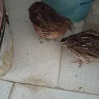 تجهیزات. بلدرچین 4 ماده تخم گزار