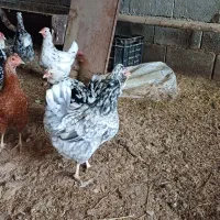 تخم مرغ گلین نطفه دار|حیوانات مزرعه|نجف‌آباد, مزرعه طالب|دیوار